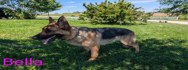 Bella