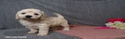 Bichpoo dogs for sale: Twinkle - Ad 6
