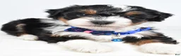 Mini Aussiedoodle dogs for sale: Gern - Ad 4