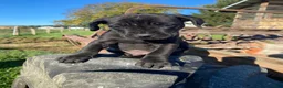 Cane Corso dogs for sale: Charlie - Ad 8