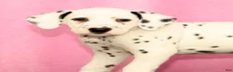 Dalmatian dogs for sale: Jemima - Ad 9