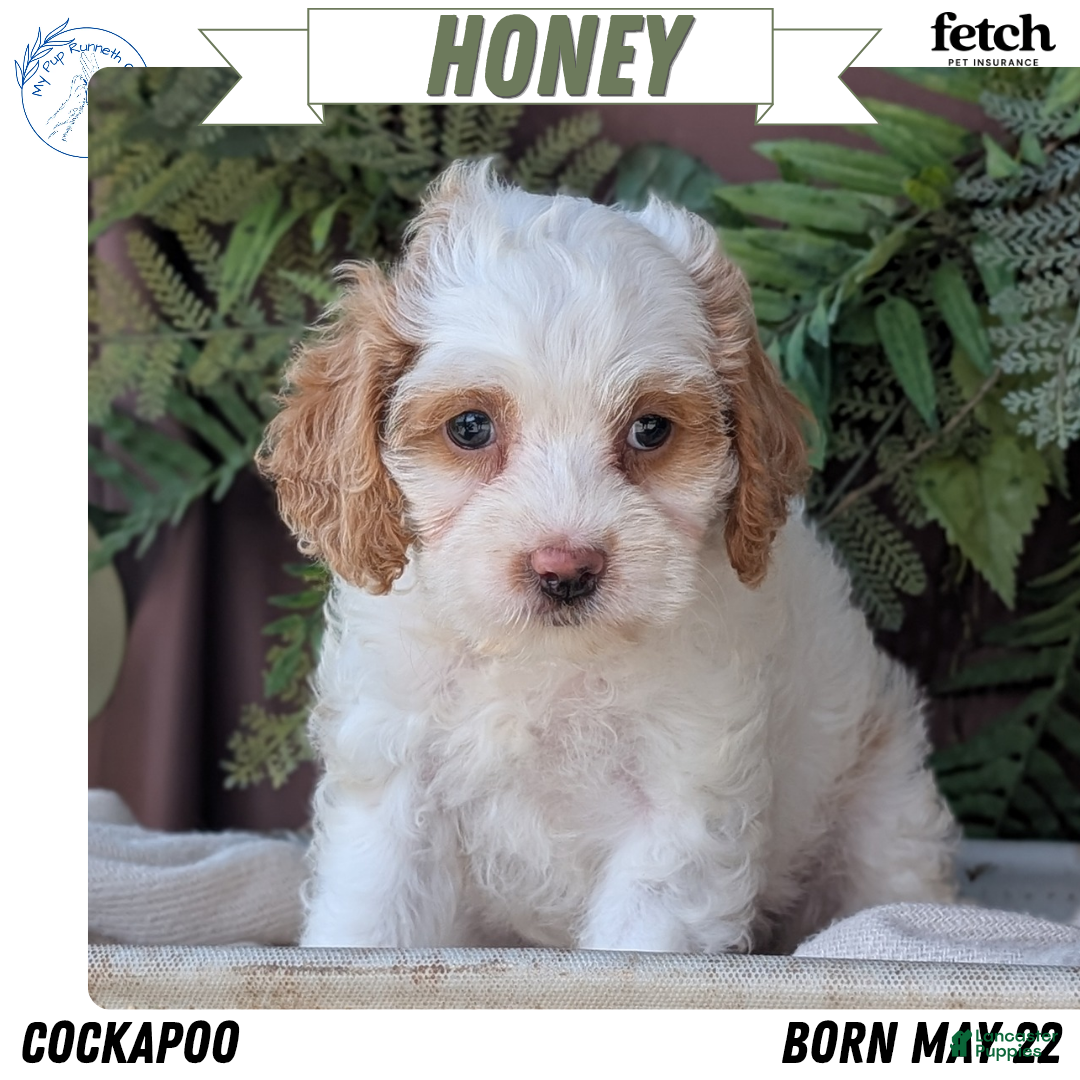 Cockapoo dogs Honey  - Ad 1