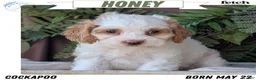 Cockapoo dogs for sale: Honey  - Ad 1