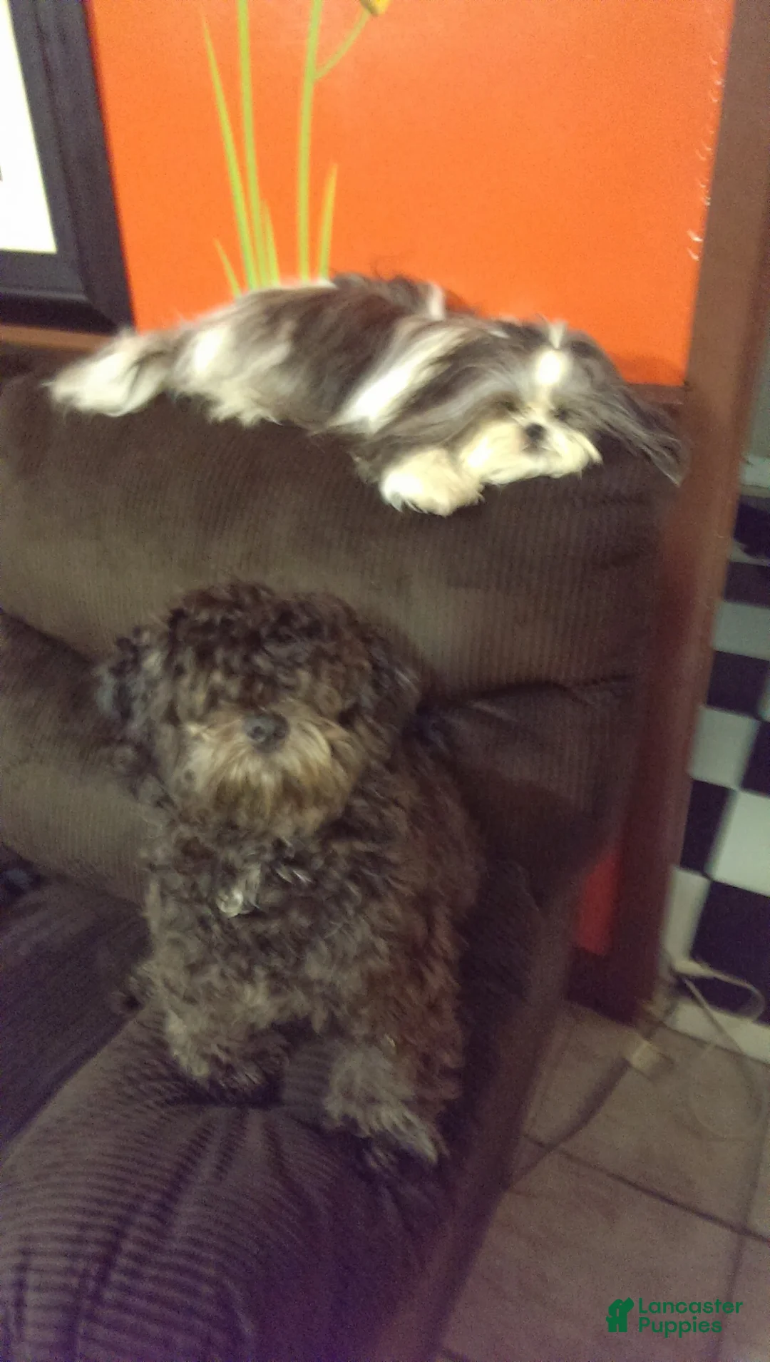 Shih Tzu dogs for sale: Shih Tzu Puppy 2 - Ad 2