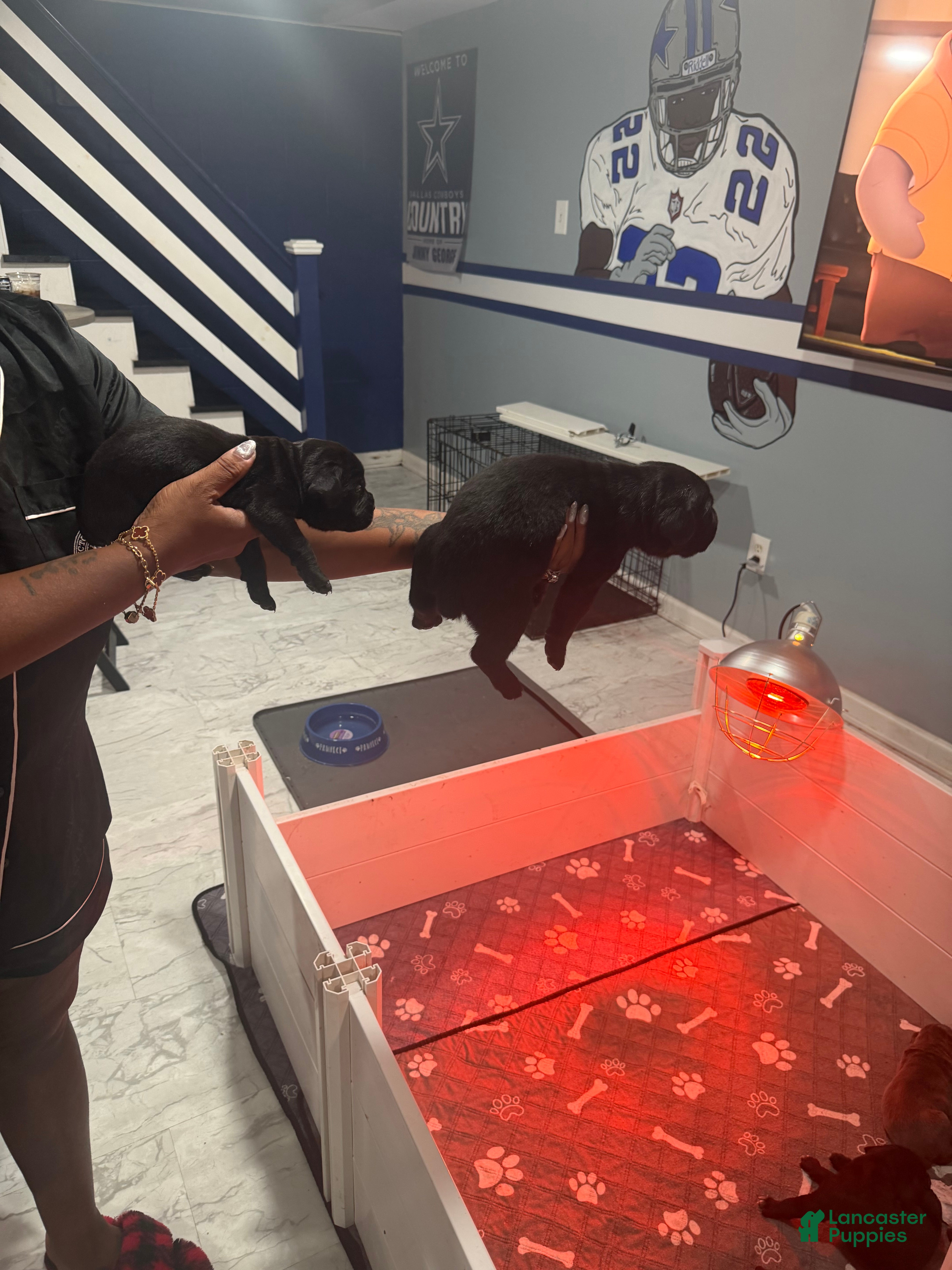 Cane Corso dogs Cane Corso 6 - Ad 1