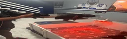 Cane Corso dogs for sale: Cane Corso 6 - Ad 1