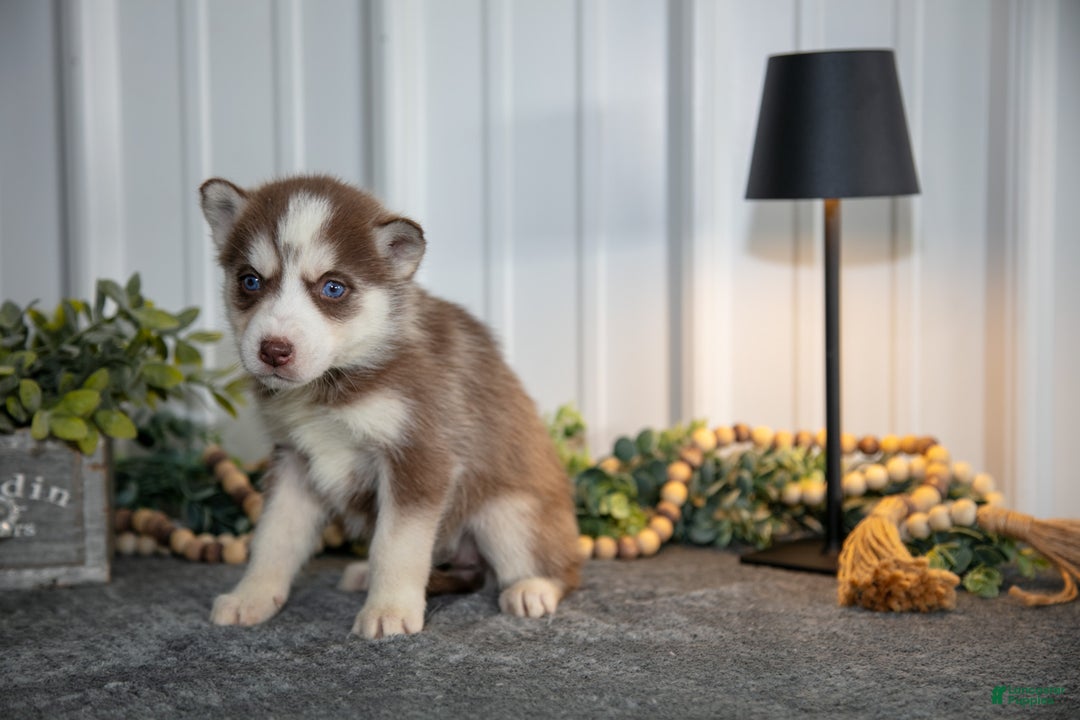 Siberian Husky dogs for sale: Tessa - Ad 2