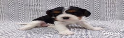 Cavalier King Charles Spaniel dogs for sale: Cavalier King Charles Spaniel Puppy 3 - Ad 7