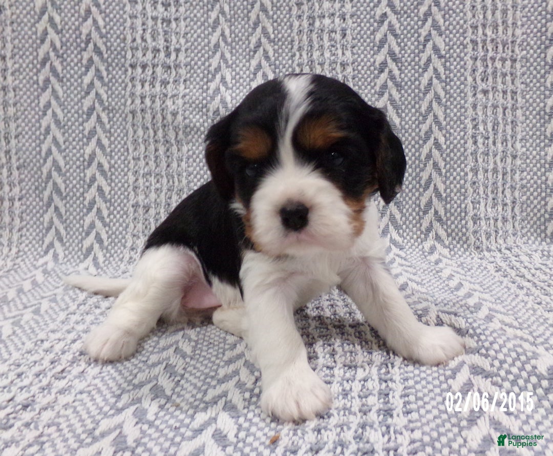 Cavalier King Charles Spaniel dogs for sale: Cavalier King Charles Spaniel Puppy 3 - Ad 7