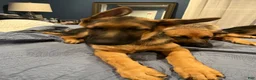 German Shepherd dogs for sale: German Shepherd 2 - Ad 3