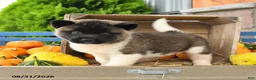 Akita dogs for sale: Nicholas - Ad 5
