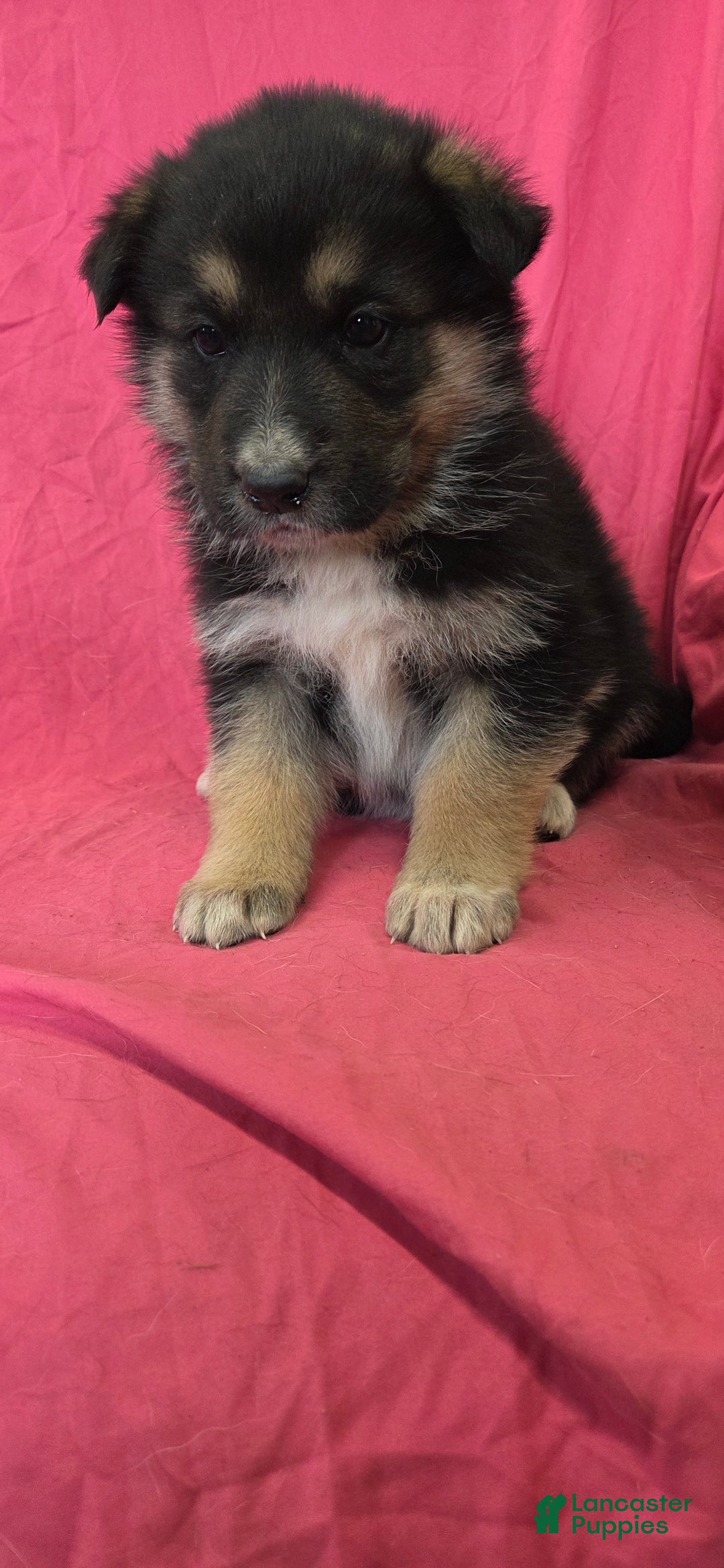 Mixed Breed dogs for sale: Jordan - Ad 3