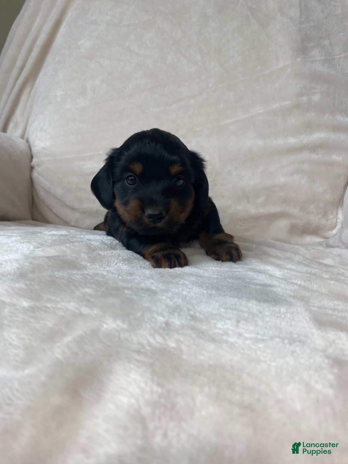 Miniature Dachshund dogs Miniature Dachshund 2 - Ad 2