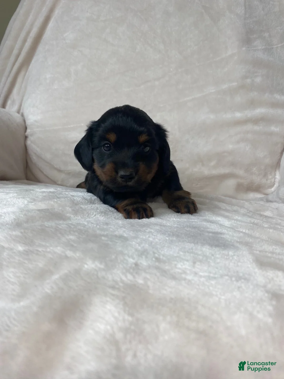 Miniature Dachshund dogs for sale: Miniature Dachshund 2 - Ad 2