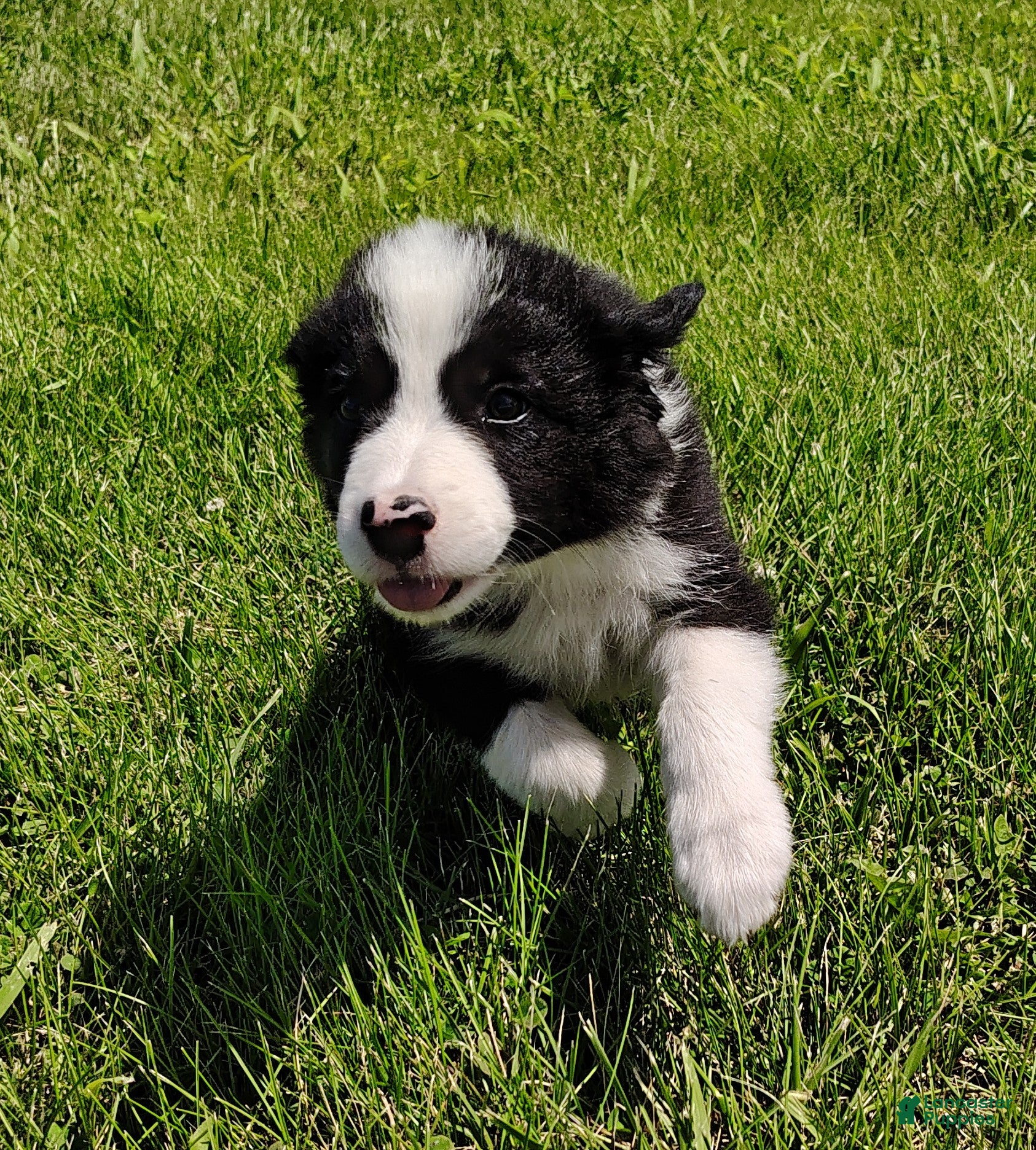 Border Collie dogs Eco - Ad 2