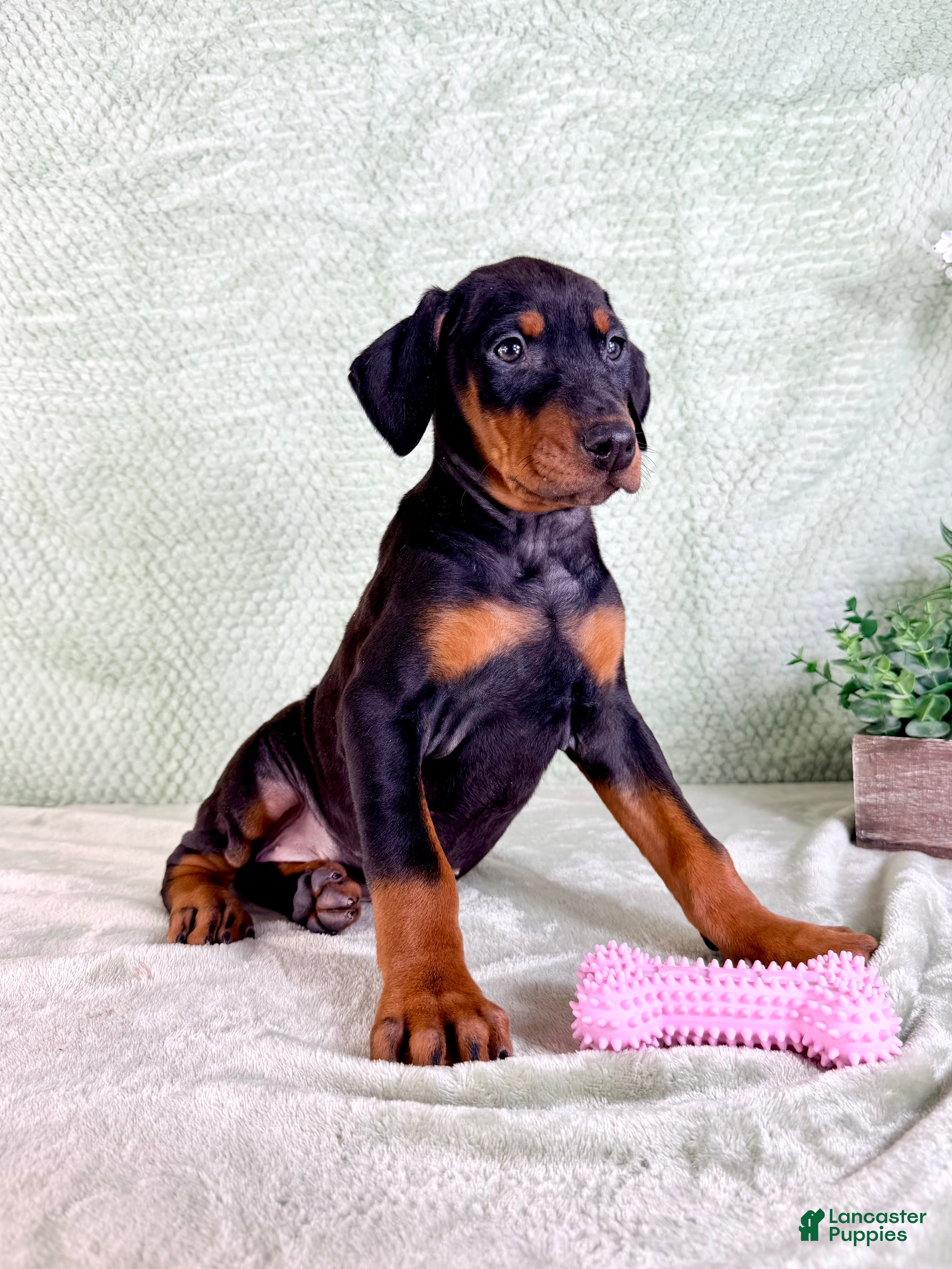 Doberman Pinscher dogs AKC Osiris - Ad 24