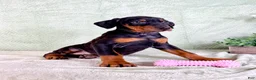 Doberman Pinscher dogs for sale: AKC Osiris - Ad 1