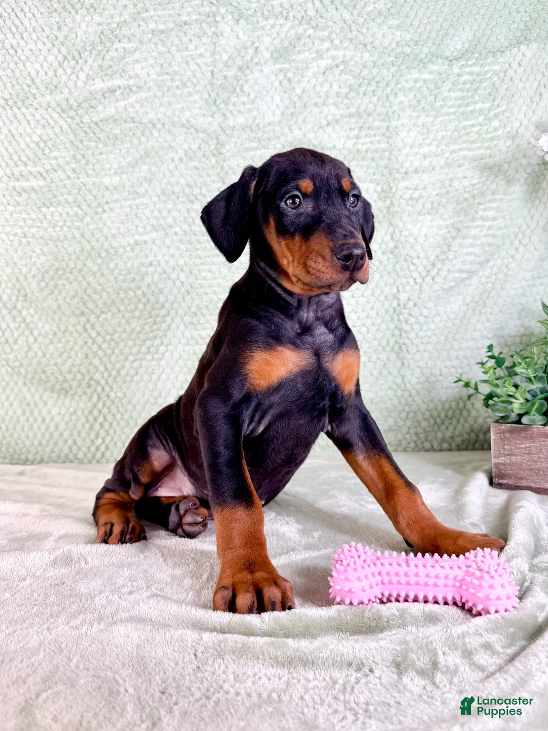 Doberman Pinscher dogs for sale: AKC Osiris - Ad 1