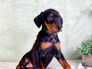 Doberman Pinscher dogs AKC Osiris - Ad 24