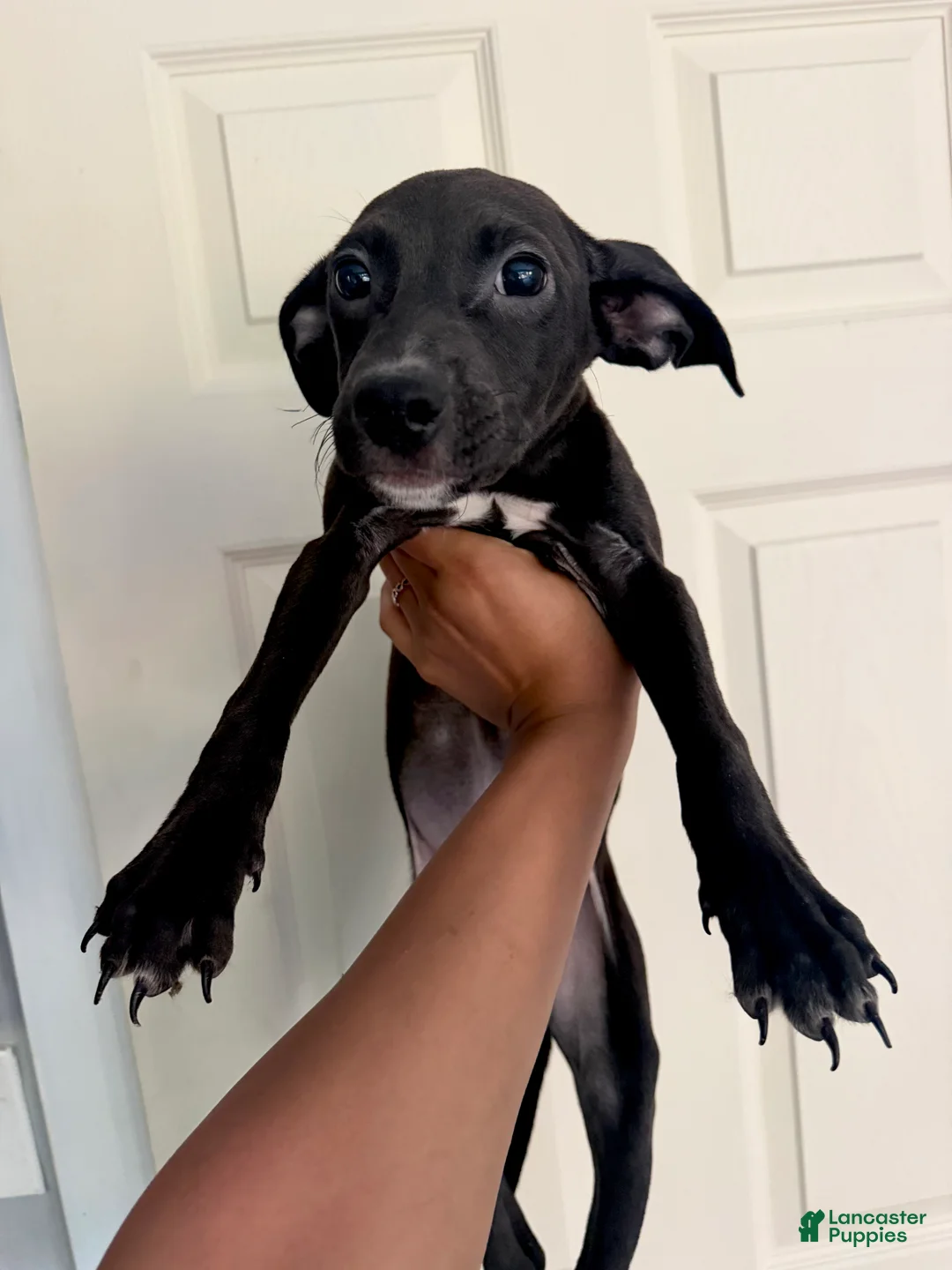 Mixed Breed dogs for sale: Mixed Breed 1 - Ad 2