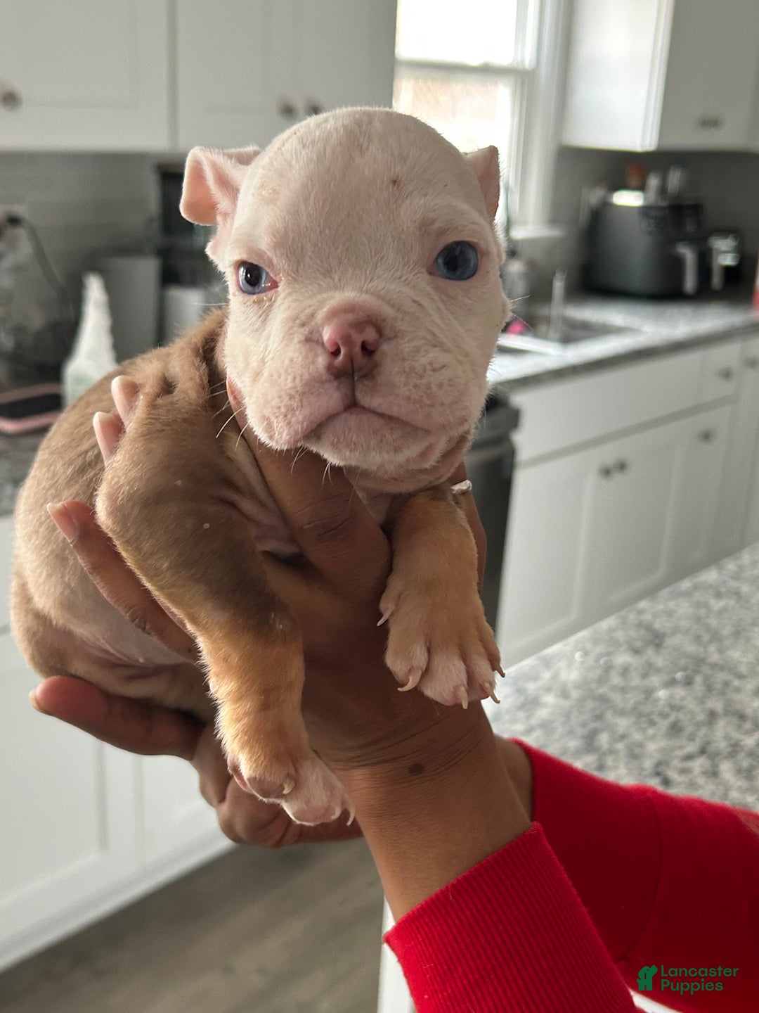 English Bulldog dogs for sale: Khloe - Ad 2