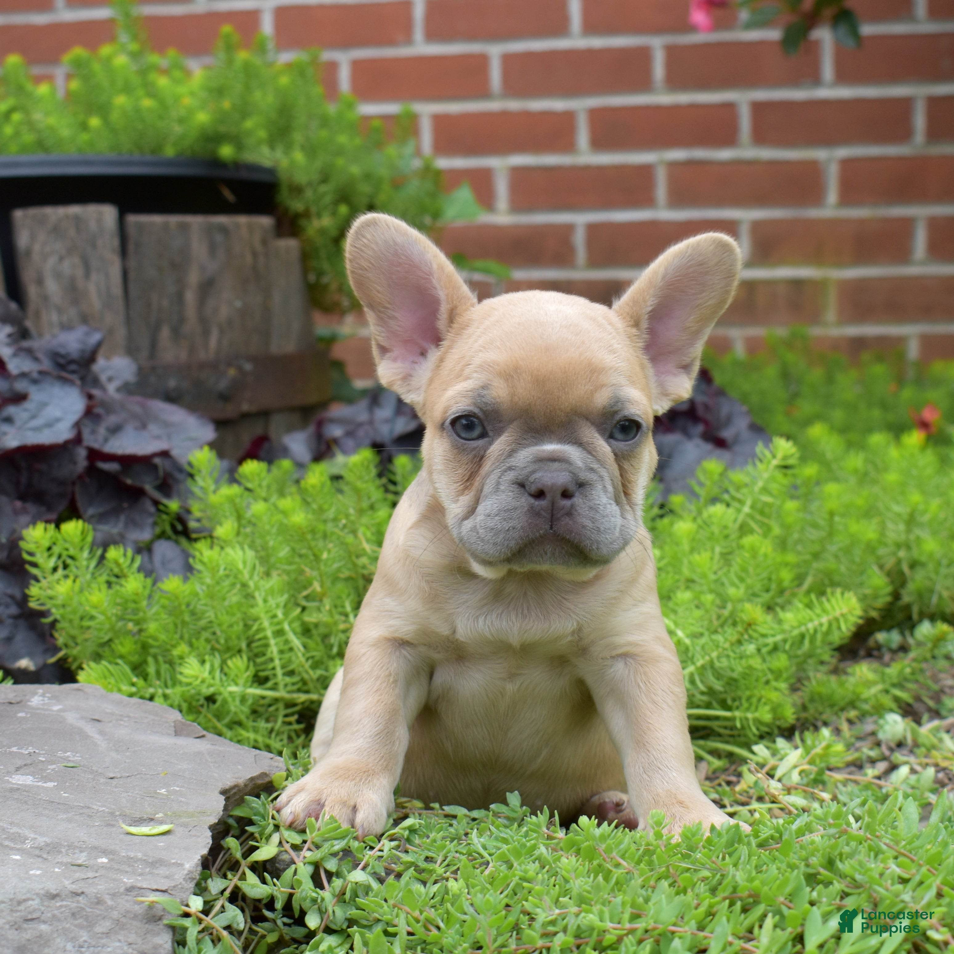 French Bulldog dogs Pumpkin - Ad 1