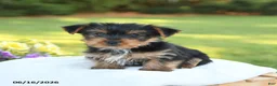 Yorkshire Terrier dogs for sale: Dexter - Ad 2