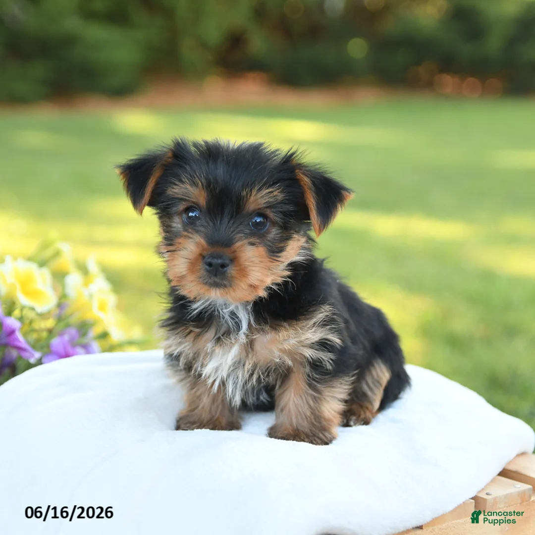 Yorkshire Terrier dogs for sale: Dexter - Ad 2