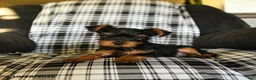 Yorkshire Terrier dogs for sale: Timmy - Ad 4