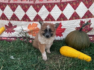 Mixed Breed dogs - Ad 2