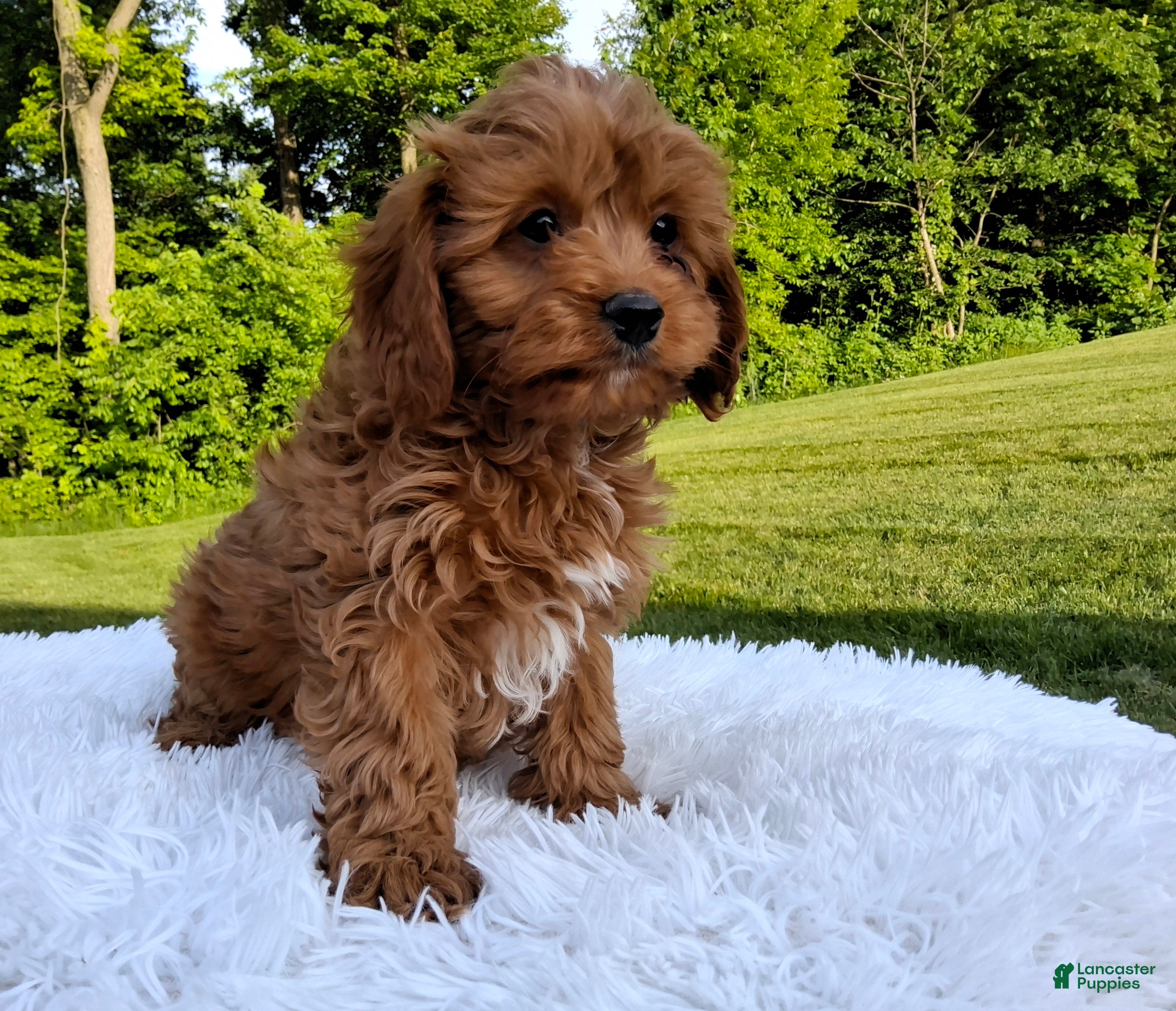 Cavapoo dogs Oscar  - Ad 1