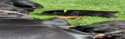 Rottweiler dogs for sale: Yellow Female - Ad 4