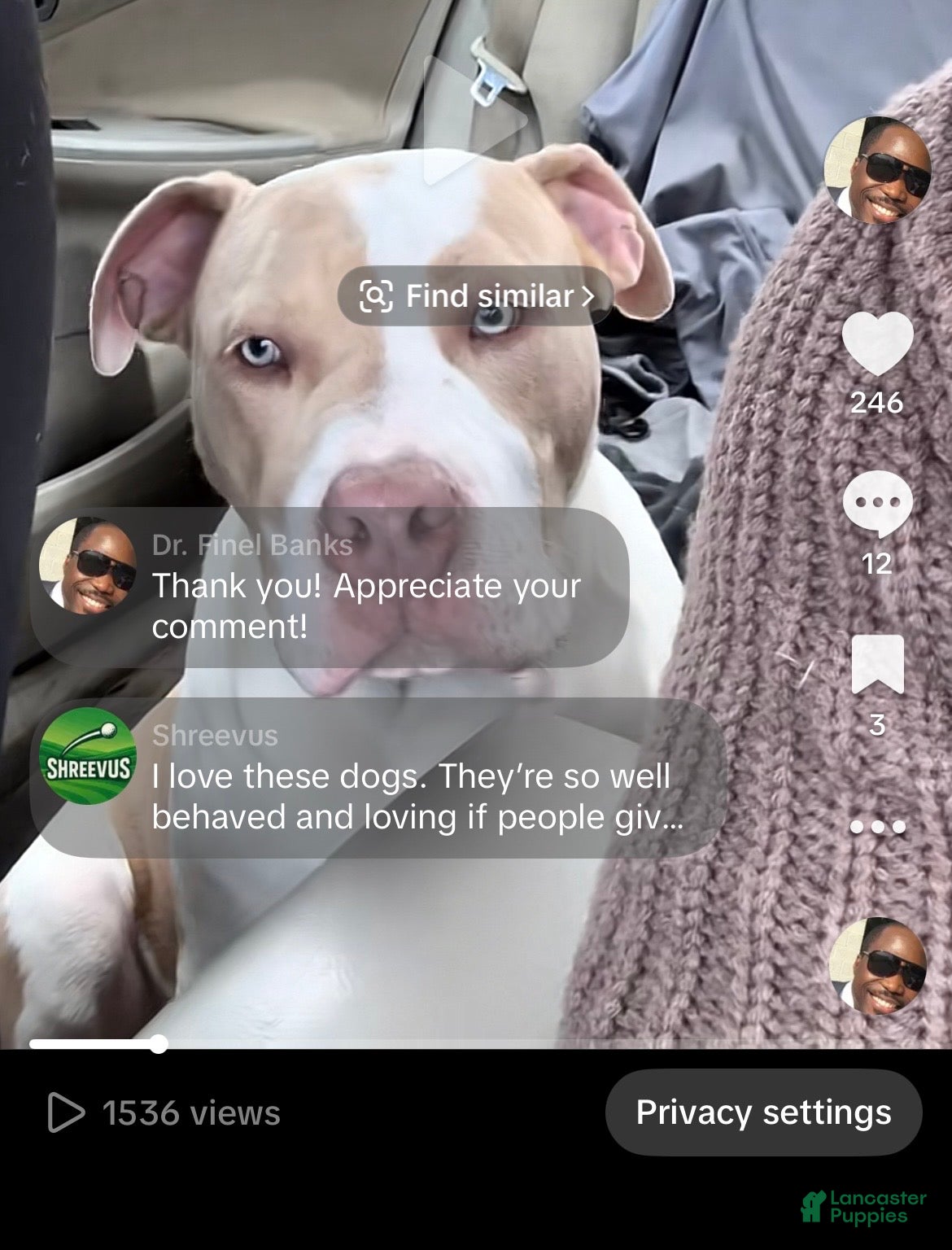 American Bully dogs Benny - Ad 34