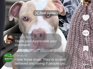 American Bully dogs Benny - Ad 34