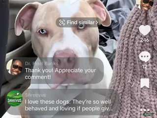 American Bully dogs Benny - Ad 9