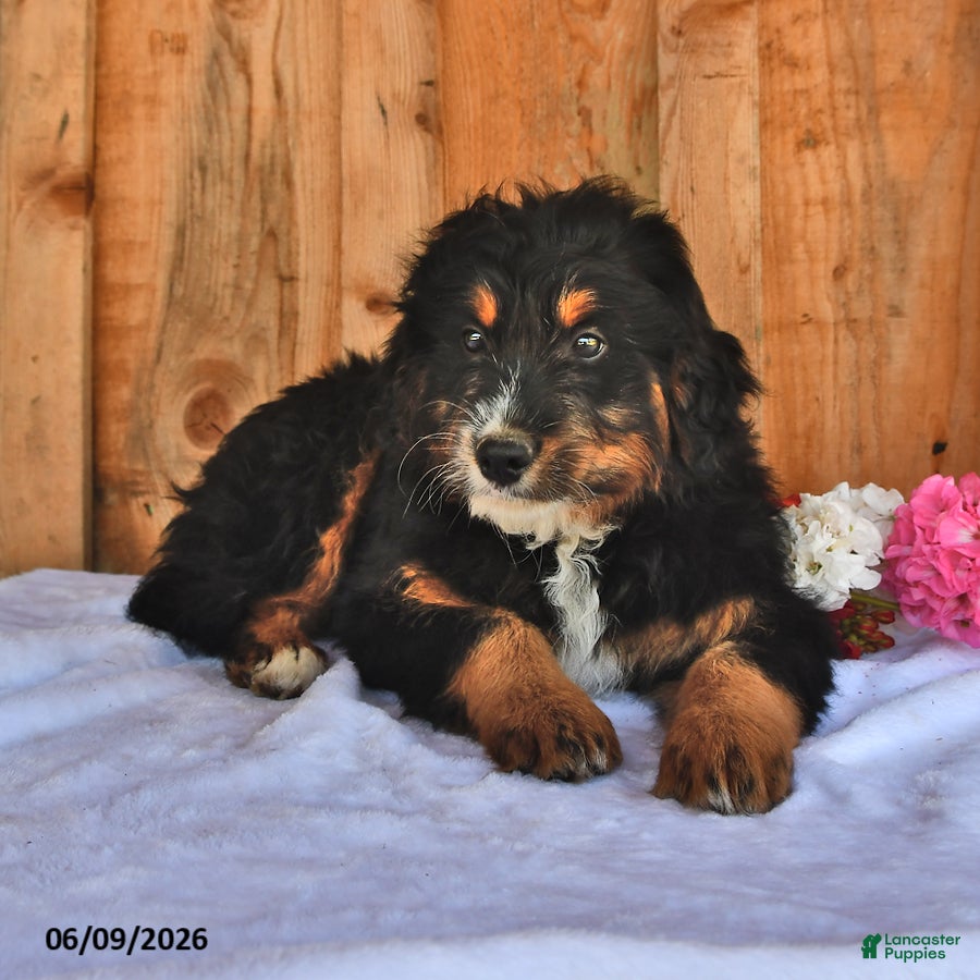 Mixed Breed dogs Brady - Ad 2