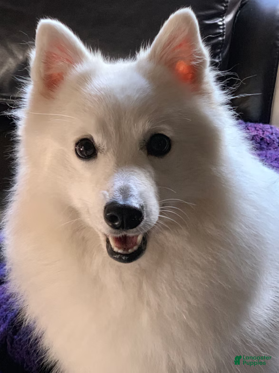 Gallery Image {{count}}