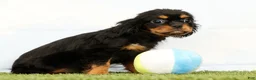 Cavalier King Charles Spaniel dogs for sale: Nova - Ad 5