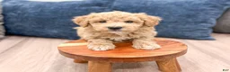 Bichpoo dogs for sale: Scout - Ad 2