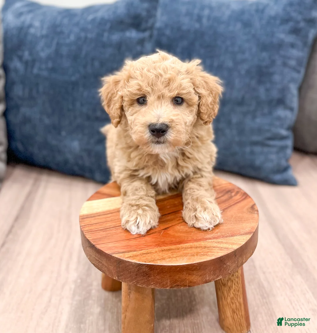 Bichpoo dogs for sale: Scout - Ad 2