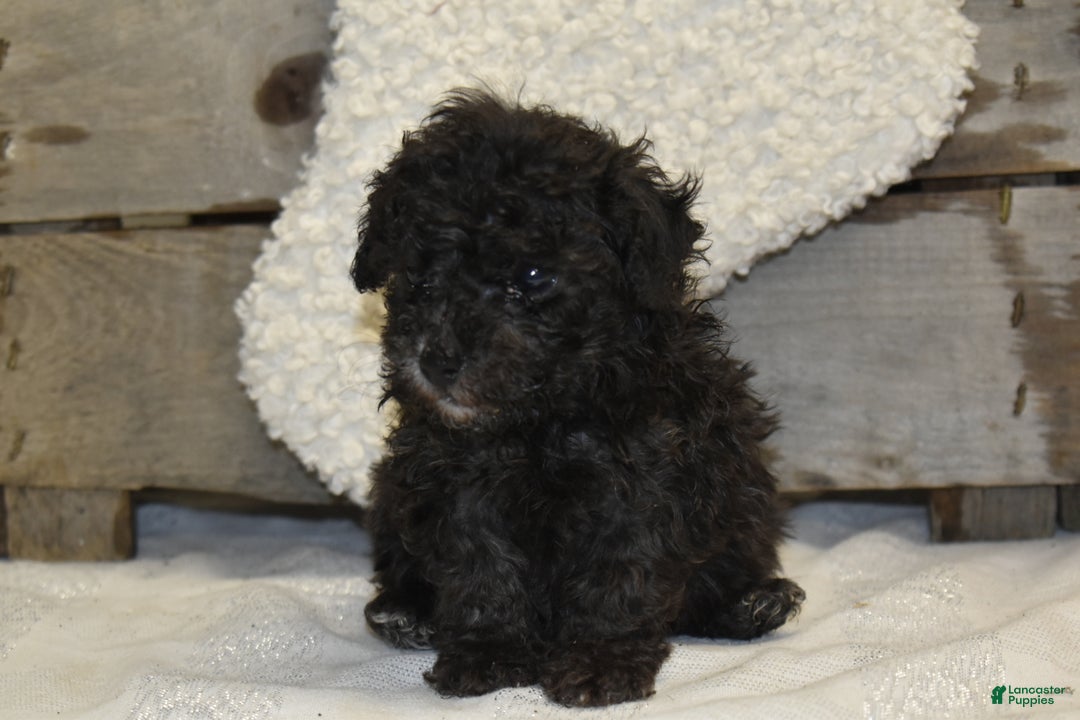 Toy Poodle dogs for sale: Brianna - Ad 3