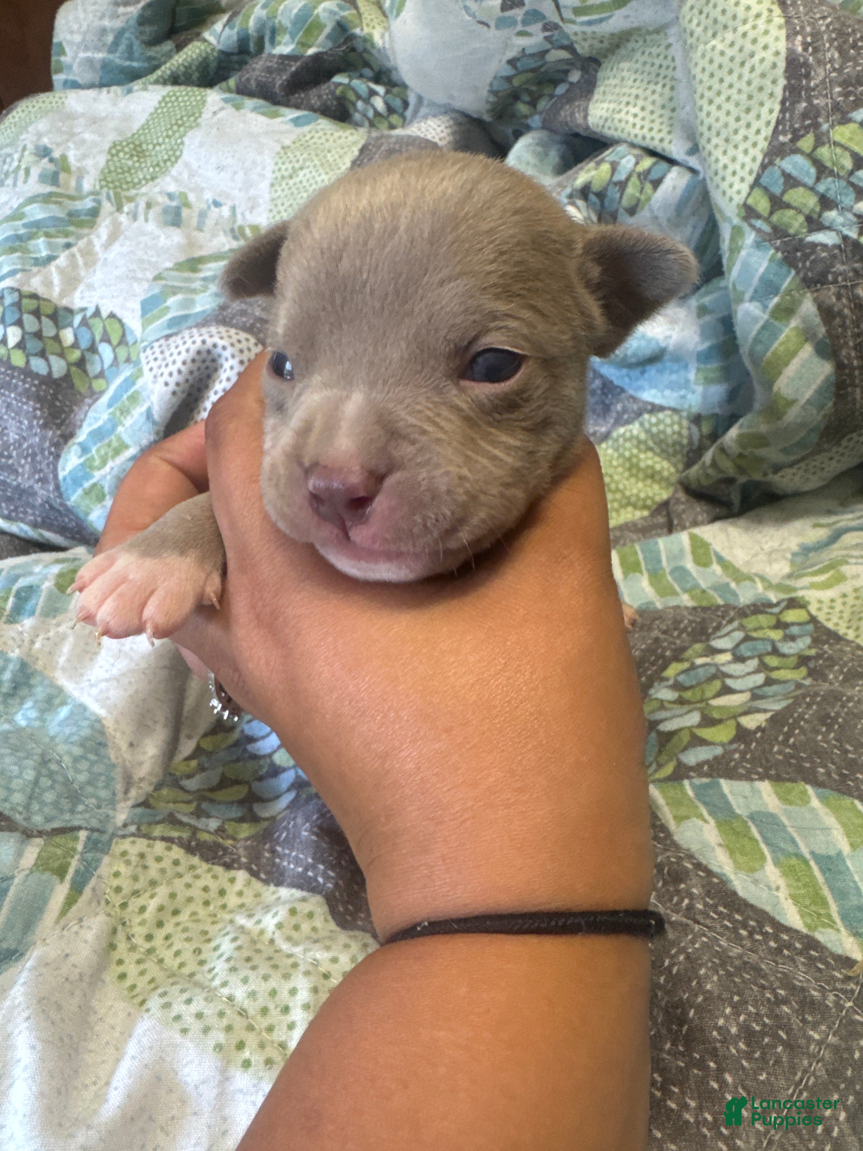 American Bully dogs American Bully 2 - Ad 12