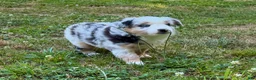 Miniature Australian Shepherd dogs for sale: Princess - Ad 5