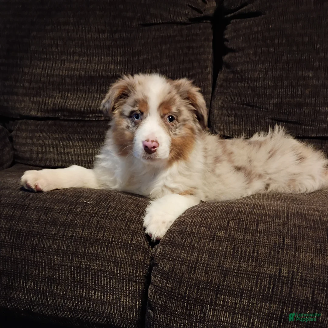 Australian Shepherd dogs for sale: Daisy - Ad 2