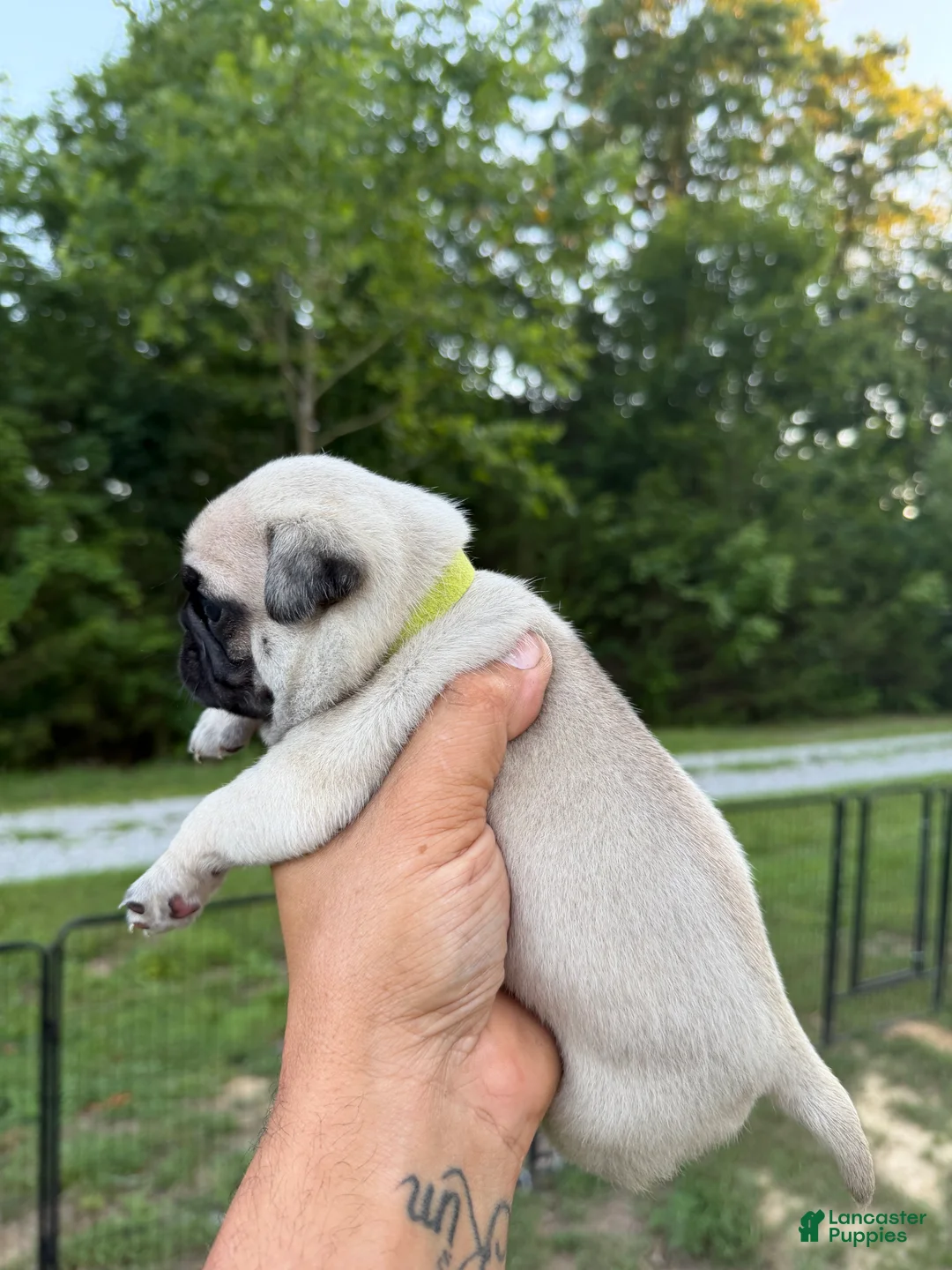 Pug dogs for sale: buttercup green collar - Ad 2