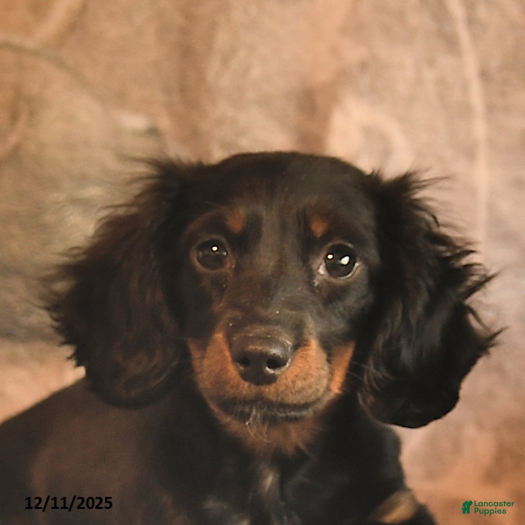 Miniature Dachshund dogs for sale: Felicity  - Ad 5