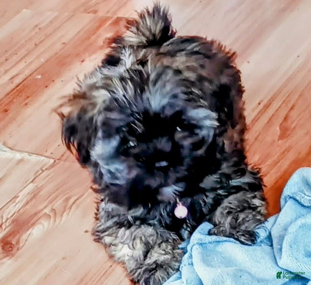 Gallery Image {{count}}