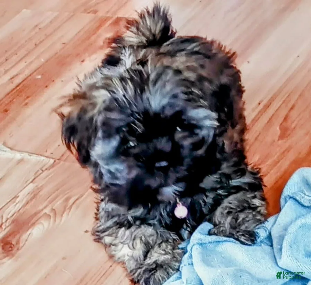 Gallery Image {{count}}