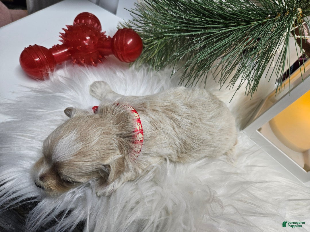 Maltipoo dogs for sale: Maltipoo Roley - Ad 2