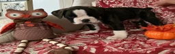 Boxer dogs for sale: Berlín  - Ad 10